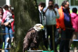 essen-gruga-greifvogelschau-2-2012-010