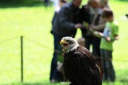 essen-gruga-greifvogelschau-2-2012-022