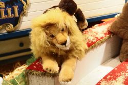 weihnachtsmaerkte-2010-duesseldorf-schaufenster-028