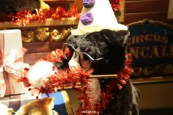 weihnachtsmaerkte-2010-duesseldorf-schaufenster-042