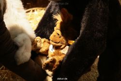 weihnachtsmaerkte-2010-duesseldorf-schaufenster-066