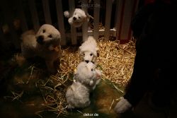 weihnachtsmaerkte-2010-duesseldorf-schaufenster-070