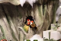 weihnachtsmaerkte-2011-duesseldorf-schaufenster-008