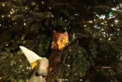 weihnachtsmaerkte-2011-koeln-alter-markt-019