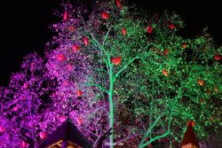 weihnachtsmaerkte-2011-koeln-alter-markt-037