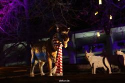 weihnachtsmaerkte-2011-koeln-alter-markt-081