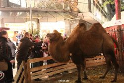weihnachtsmaerkte-2012-wuppertal-lichtermarkt-035