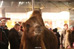 weihnachtsmaerkte-2012-wuppertal-lichtermarkt-037