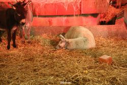 weihnachtsmaerkte-2012-wuppertal-lichtermarkt-039