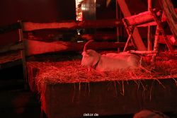 weihnachtsmaerkte-2012-wuppertal-lichtermarkt-040