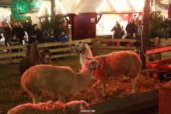 weihnachtsmaerkte-2012-wuppertal-lichtermarkt-041