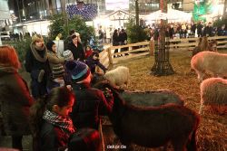 weihnachtsmaerkte-2012-wuppertal-lichtermarkt-042