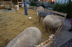 weihnachtsmaerkte-2013-wuppertal-elberfeld-tag-023