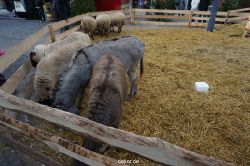 weihnachtsmaerkte-2013-wuppertal-elberfeld-tag-025