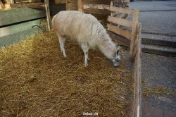 weihnachtsmaerkte-2013-wuppertal-elberfeld-tag-027