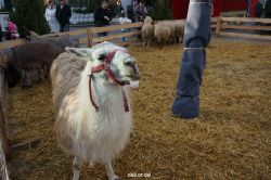 weihnachtsmaerkte-2013-wuppertal-elberfeld-tag-028