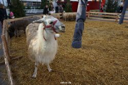 weihnachtsmaerkte-2013-wuppertal-elberfeld-tag-029