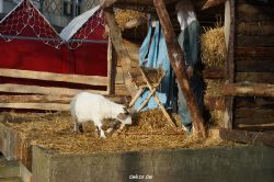 weihnachtsmaerkte-2013-wuppertal-elberfeld-tag-031