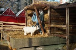 weihnachtsmaerkte-2013-wuppertal-elberfeld-tag-032