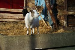 weihnachtsmaerkte-2013-wuppertal-elberfeld-tag-033
