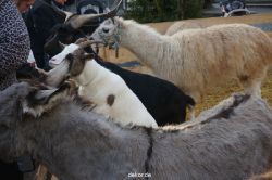 weihnachtsmaerkte-2013-wuppertal-elberfeld-tag-036