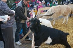 weihnachtsmaerkte-2013-wuppertal-elberfeld-tag-044