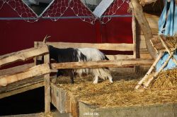weihnachtsmaerkte-2013-wuppertal-elberfeld-tag-046