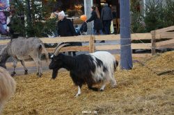 weihnachtsmaerkte-2013-wuppertal-elberfeld-tag-048