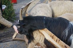 weihnachtsmaerkte-2013-wuppertal-elberfeld-tag-051