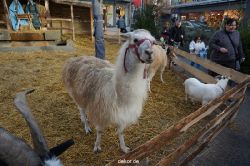 weihnachtsmaerkte-2013-wuppertal-elberfeld-tag-054