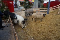 weihnachtsmaerkte-2013-wuppertal-elberfeld-tag-055