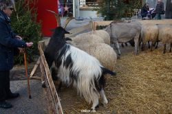 weihnachtsmaerkte-2013-wuppertal-elberfeld-tag-058