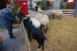 weihnachtsmaerkte-2013-wuppertal-elberfeld-tag-059