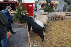 weihnachtsmaerkte-2013-wuppertal-elberfeld-tag-060