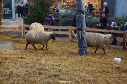 weihnachtsmaerkte-2013-wuppertal-elberfeld-tag-062