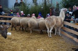 weihnachtsmaerkte-2013-wuppertal-elberfeld-tag-063
