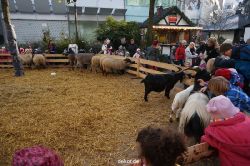 weihnachtsmaerkte-2013-wuppertal-elberfeld-tag-072