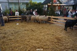 weihnachtsmaerkte-2013-wuppertal-elberfeld-tag-075