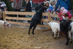 weihnachtsmaerkte-2013-wuppertal-elberfeld-tag-077