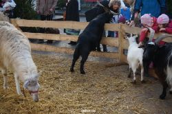weihnachtsmaerkte-2013-wuppertal-elberfeld-tag-078