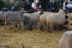 weihnachtsmaerkte-2013-wuppertal-elberfeld-tag-079