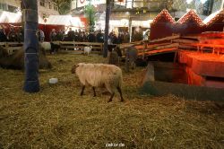weihnachtsmaerkte-2013-wuppertal-elberfeld-030