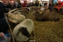 weihnachtsmaerkte-2013-wuppertal-elberfeld-033