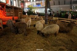 weihnachtsmaerkte-2013-wuppertal-elberfeld-040