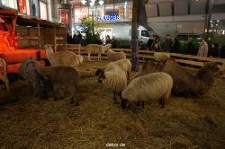 weihnachtsmaerkte-2013-wuppertal-elberfeld-041