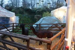 weihnachtsmaerkte-2013-wuppertal-schloss-luentenbeck-048