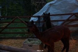 weihnachtsmaerkte-2013-wuppertal-schloss-luentenbeck-049