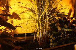 wuppertal-24h-live-2010-hardt-botanischer-garten-034
