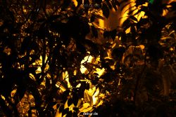 wuppertal-24h-live-2010-hardt-botanischer-garten-038