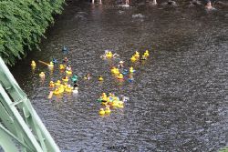 wuppertal-e400-islandufer-entenrennen1-055